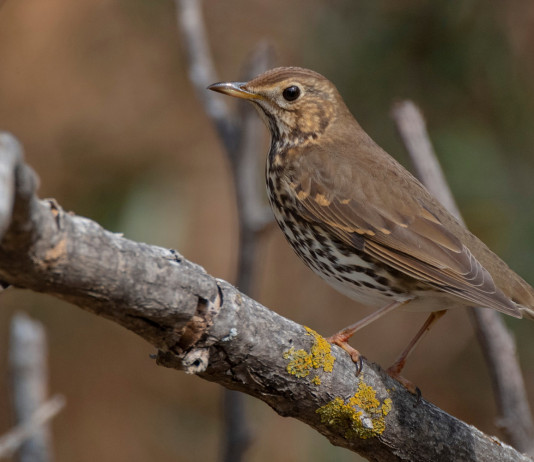Appostamento fisso di caccia in Toscana, le novità Appostamento fisso di caccia in Toscana: tordo bottaccio su ramo