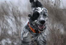 Avviata la discussione sul calendario venatorio della Lombardia 2023/2024 Avviata la discussione sul calendario venatorio della Lombardia 2023 2024: setter in corsa, frontalmente