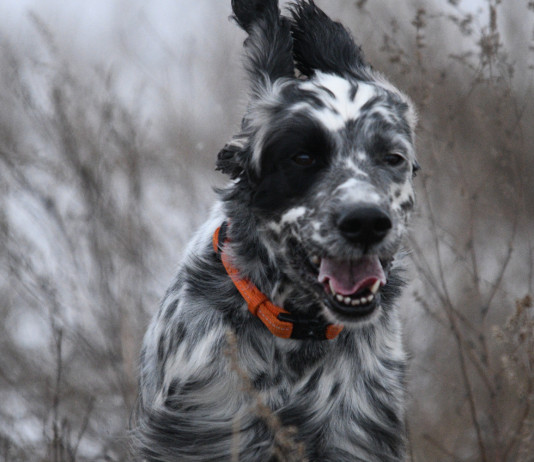 Avviata la discussione sul calendario venatorio della Lombardia 2023/2024 Avviata la discussione sul calendario venatorio della Lombardia 2023 2024: setter in corsa, frontalmente