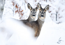 Caccia Magazine febbraio 2023 in edicola dal 20 gennaio Caccia Magazine febbraio 2023 in edicola dal 20 gennaio