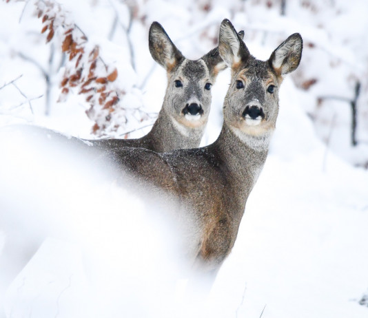 Caccia Magazine febbraio 2023 in edicola dal 20 gennaio Caccia Magazine febbraio 2023 in edicola dal 20 gennaio