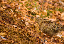 Caccia alla beccaccia in Lombardia, le indicazioni per metà gennaio Caccia alla beccaccia in Lombardia: beccaccia in ambiente autunnale