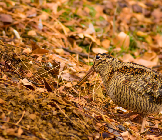 Caccia alla beccaccia in Lombardia, le indicazioni per metà gennaio Caccia alla beccaccia in Lombardia: beccaccia in ambiente autunnale