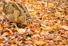 Caccia alla beccaccia in Lombardia nella prima settimana del 2023: le indicazioni Caccia alla beccaccia in Lombardia: beccaccia tra le foglie autunnali