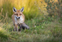 Caccia alla volpe in Abruzzo, avanti in nove Atc Caccia alla volpe in Abruzzo: volpe vista frontalmente