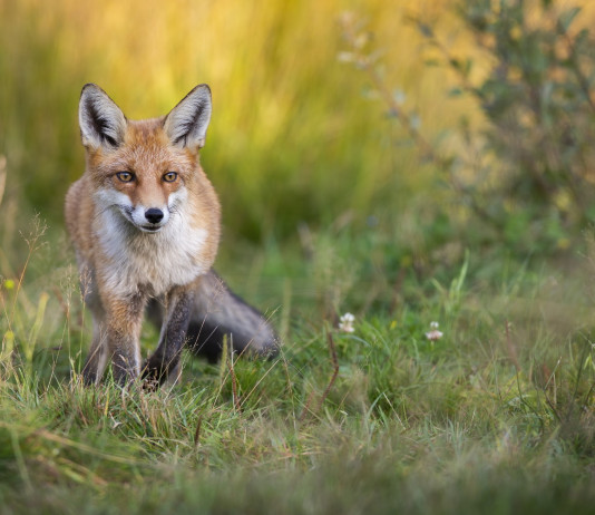 Caccia alla volpe in Abruzzo, avanti in nove Atc Caccia alla volpe in Abruzzo: volpe vista frontalmente