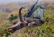 Caccia di selezione: la visibilità è fondamentale Caccia di selezione la visibilità è fondamentale
