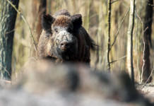 Caccia in Emilia Romagna, incontro associazioni-assessore Caccia in Emilia Romagna: cinghiale nella foresta visto frontalmente