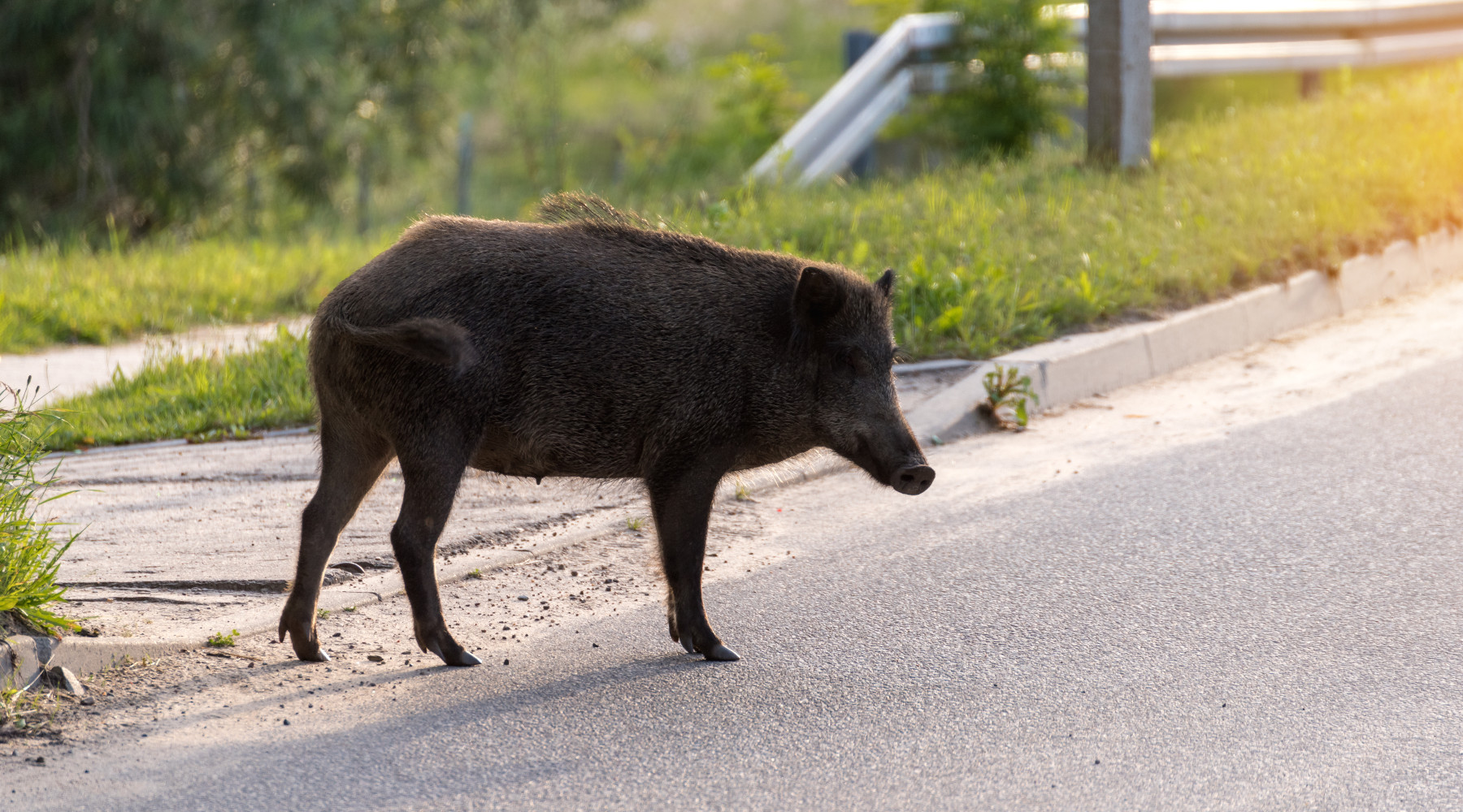 Caccia in città, gli attacchi e la situazione reale Caccia in città: cinghiale per strada