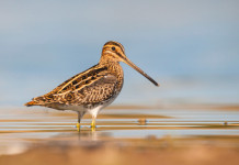 Calendario venatorio dell’Emilia Romagna 2023/2024: la risposta all’interrogazione Calendario venatorio dell’Emilia Romagna 2023-2024: beccaccino in ambiente naturale