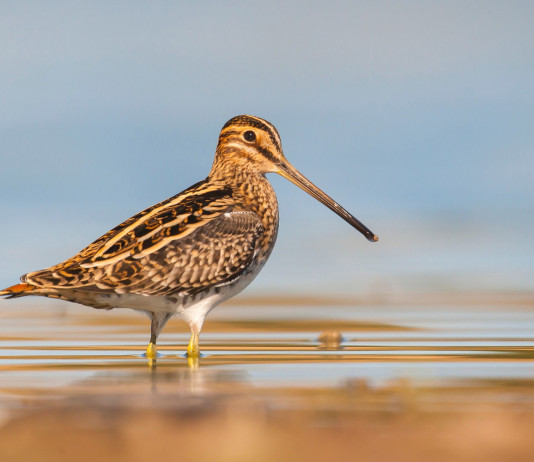 Calendario venatorio dell’Emilia Romagna 2023/2024: la risposta all’interrogazione Calendario venatorio dell’Emilia Romagna 2023-2024: beccaccino in ambiente naturale