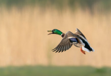Cambia di nuovo la data di chiusura della caccia agli acquatici in Veneto Cambia di nuovo la data chiusura della caccia agli acquatici in Veneto: germano reale in volo