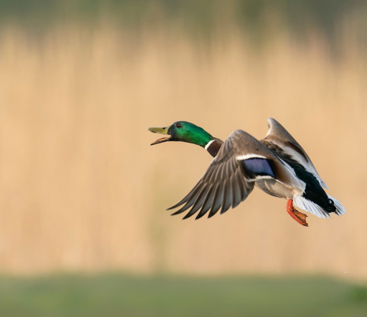 Cambia di nuovo la data di chiusura della caccia agli acquatici in Veneto Cambia di nuovo la data chiusura della caccia agli acquatici in Veneto: germano reale in volo