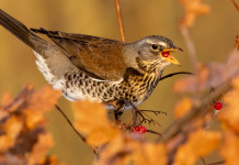 Cattura dei richiami vivi in Lombardia, decisione rinviata Cattura dei richiami vivi in Lombardia: cesena