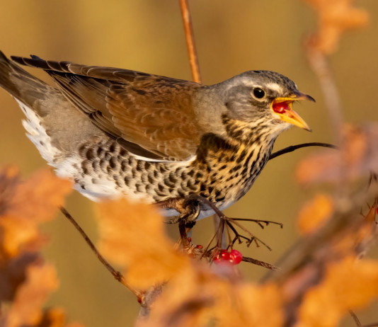 Cattura dei richiami vivi in Lombardia, decisione rinviata Cattura dei richiami vivi in Lombardia: cesena