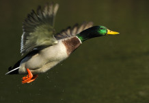 Chiusura anticipata della caccia in Veneto: associazioni scrivono a giunta Chiusura anticipata della caccia in Veneto: germano reale (anatra germanata) in volo in ambiente acquatico