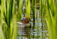 Chiusura della caccia in Lombardia: il riepilogo Chiusura della caccia in Lombardia: alzavola in un canneto