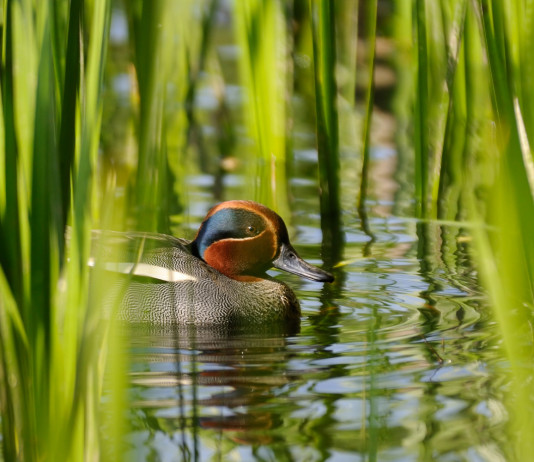 Chiusura della caccia in Lombardia: il riepilogo Chiusura della caccia in Lombardia: alzavola in un canneto