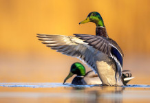 Chiusura della caccia in Veneto, opposizioni contro la giunta Chiusura della caccia in Veneto: coppia di germani reali in ambiente acquatico