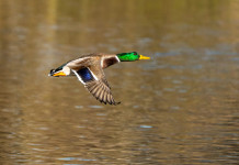 Chiusura della caccia nelle Marche, Fidc contro le altre associazioni Chiusura della caccia nelle Marche: germano reale in volo
