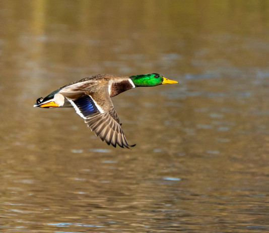 Chiusura della caccia nelle Marche, Fidc contro le altre associazioni Chiusura della caccia nelle Marche: germano reale in volo