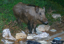 Cinghiali di città e cinghiali di foresta Cinghiali di città e cinghiali di foresta