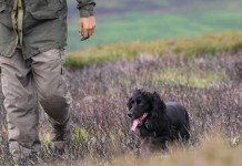 Cocker spaniel: un concentrato di energia Cocker un concentrato di energia