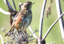 Detenzione di richiami vivi e maltrattamento, la sentenza Detenzione di richiami vivi e maltrattamento: tordo sassello su ramo in inverno