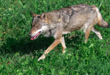 Gestione del lupo, incontro Trentino-governo Gestione del lupo: lupo sulle Alpi