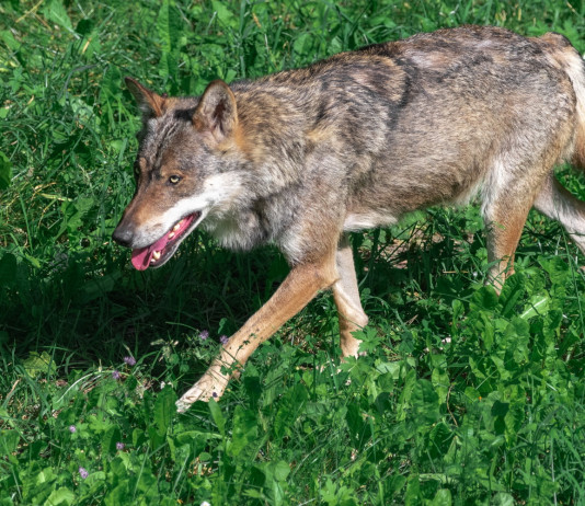 Gestione del lupo, incontro Trentino-governo Gestione del lupo: lupo sulle Alpi