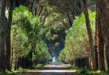 La Federcaccia scrive al presidente del Parco di San Rossore La Federcaccia scrive al presidente del Parco di San Rossore: parco di San Rossore, Migliarino e Massaciuccoli