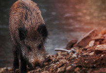 Le associazioni venatorie dell’Emilia Romagna scrivono alla Regione Le associazioni venatorie dell’Emilia Romagna scrivono alla Regione: cinghiale grufola