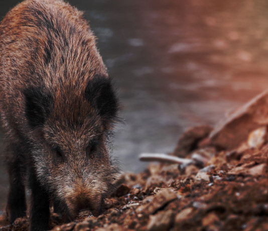 Le associazioni venatorie dell’Emilia Romagna scrivono alla Regione Le associazioni venatorie dell’Emilia Romagna scrivono alla Regione: cinghiale grufola