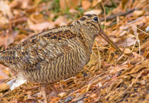 Monitoraggio della beccaccia, altri tre Gps installati Monitoraggio della beccaccia: beccaccia si mimetizza tra le foglie
