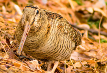 Nessuna restrizione per la caccia alla beccaccia in Lombardia Nessuna restrizione per la caccia alla beccaccia in Lombardia