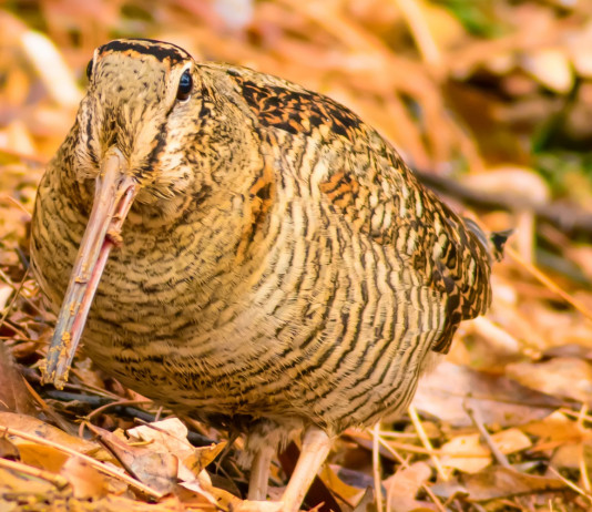 Nessuna restrizione per la caccia alla beccaccia in Lombardia Nessuna restrizione per la caccia alla beccaccia in Lombardia