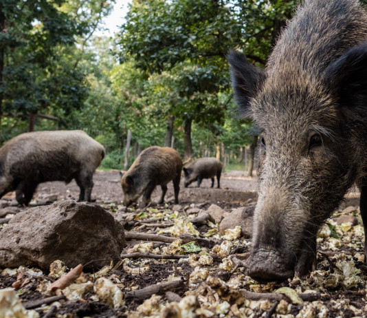 Numero dei cinghiali in Italia, Fidc difende la braccata Numero dei cinghiali in Italia: cinghiali grufolano nel bosco