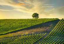 Nuova politica agricola comune, caccia e cacciatori interessati Nuova politica agricola comune, caccia e cacciatori interessati