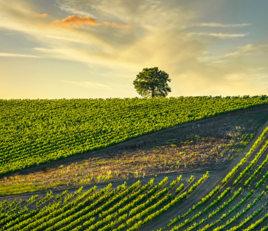 Nuova politica agricola comune, caccia e cacciatori interessati Nuova politica agricola comune, caccia e cacciatori interessati