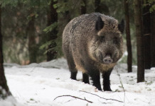 Peste suina africana in Italia, la situazione a inizio 2023 Peste suina africana in Italia: cinghiale nella neve