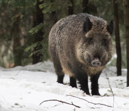 Peste suina africana in Italia, la situazione a inizio 2023 Peste suina africana in Italia: cinghiale nella neve