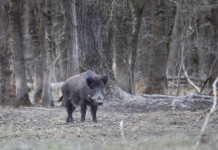 Proroga della stagione di caccia al cinghiale, la richiesta della Sardegna Proroga della stagione di caccia al cinghiale, la richiesta della Sardegna: cinghiale nella foresta