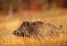 Quanti sono i cinghiali in Italia? Le statistiche Ispra Quanti sono i cinghiali in Italia: cinghiale in ambiente autunnale