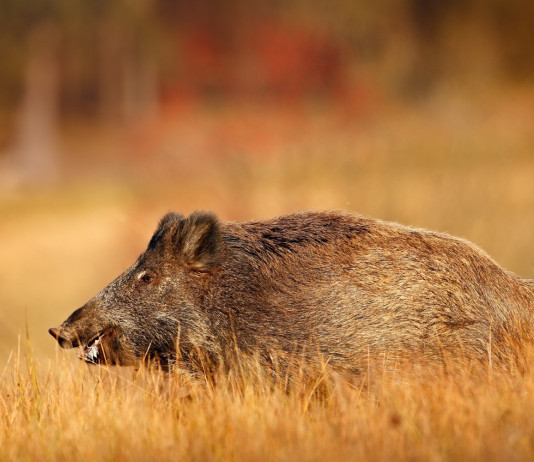 Quanti sono i cinghiali in Italia? Le statistiche Ispra Quanti sono i cinghiali in Italia: cinghiale in ambiente autunnale