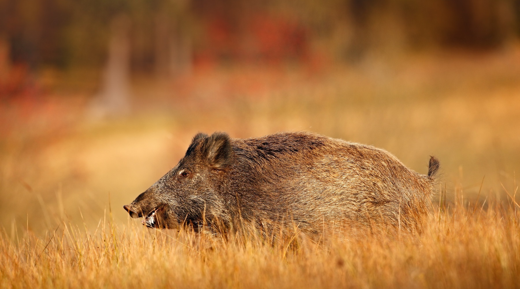 Quanti sono i cinghiali in Italia Le statistiche Ispra Quanti sono i cinghiali in Italia: cinghiale in ambiente autunnale
