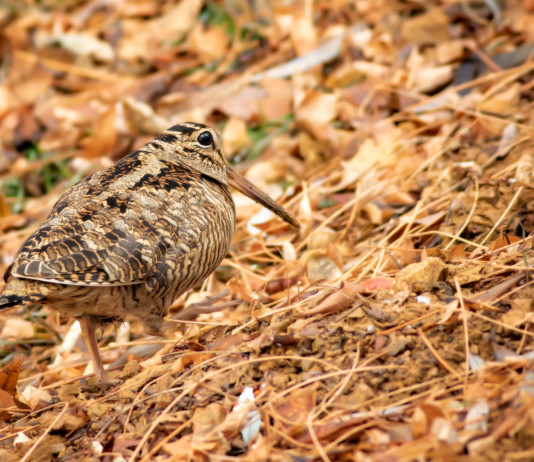Calendario venatorio della Lombardia: ricorso respinto Respinto il ricorso sul calendario venatorio della Lombardia: beccaccia in ambiente autunnale