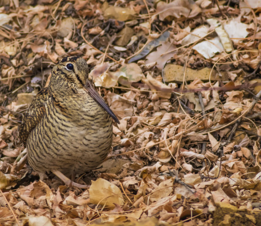 Respinto il ricorso sul calendario venatorio dell’Umbria Respinto il ricorso sul calendario venatorio dell’Umbria: beccaccia in ambiente naturale, tra le foglie