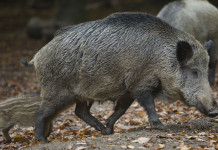 Restrizioni alla caccia in Liguria, giunta approva riduzione Restrizioni alla caccia in Liguria: cinghiali