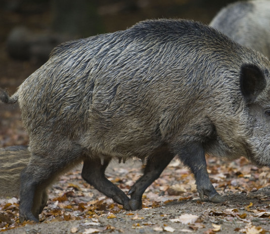 Restrizioni alla caccia in Liguria, giunta approva riduzione Restrizioni alla caccia in Liguria: cinghiali