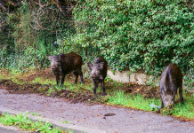Roma, catturati otto cinghiali a Villa Pamphili Roma, catturati otto cinghiali a Villa Pamphili